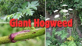 Giant Hogweed- Don’t Touch This Toxic Plant ️