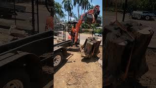 loading large tree stump with small excavator  #ntlife #family #mates #workweekends #twoforone