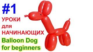 Как сделать собачку из шарика #1 УРОКИ для НАЧИНАЮЩИХ Balloon Dog for beginners