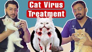 Cat Virus Symptoms & Treatment | Feline Panleukopenia Virus Explained by Veterinary Doctor