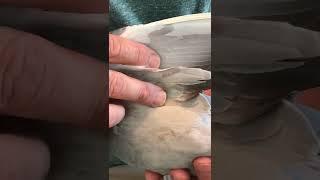 Breeding Feathers on Racing Pigeons.  Can they help with selection?