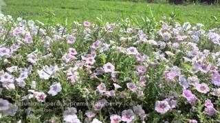 Petunia 'Opera Supreme Raspberry Ice'