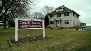 Impatiens breeding at Cornell University