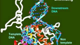 T7 RNA Polymerase