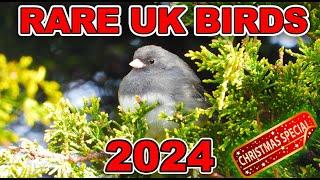 RARE UK BIRDS 2024 - CHRISTMAS SPECIAL