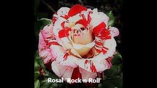 COMO PLANTAR ROSALES_Rosal Rock n Roll