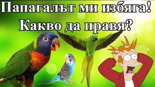 Какво да правим, ако папагалът ни избяга??