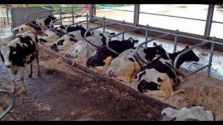 Cow cubicles free stall cow stalls