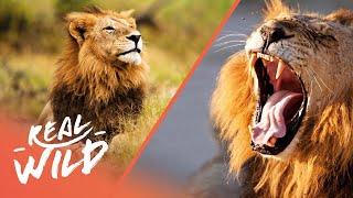 How Lions Hunt Africa's Most Dangerous Prey | Pride In Battle | Real Wild