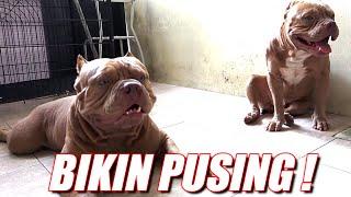 ANJING PITBULL Ribut Dan Nangis  Bikin Mommy Pusing | Hewie Pitbull