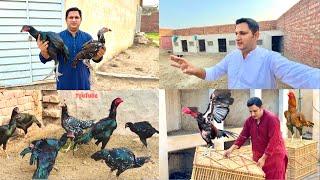 Allah pak ny new farm k liye plot dedia | aseel murgha farm