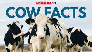 Cow Facts Beyond Your Milk Carton