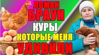 ЛОМАН БРАУН - куры , которые меня УДИВИЛИ.