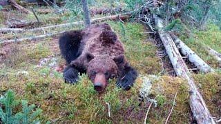 Нападение медведя на группу туристов в Ергаках: хронология событий