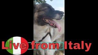 #learnItalian #Italy  Special Edition 4: Update From Italy