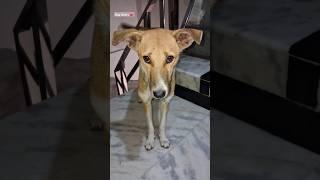 Cut dog lovers #viral #puppydog #dog #shorts #viralvideo #doglover