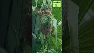 Nature's Tailors: Birds Incredible Nest making Skills #cute #birds #nest #nature  #master #birdnest