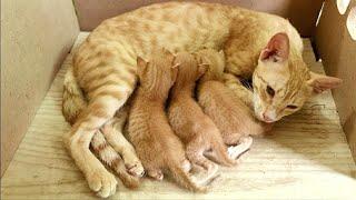 Mother cat Feeding her cutest tribe kittens