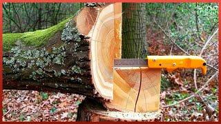 Amazing Tree Falling Technique with an Hydraulic Jack | by @belbobr