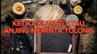 KETIKA KUCING ATAU ANJING MEMBUTUHKAN PERTOLONGAN