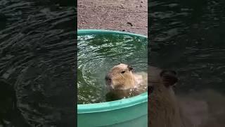 The Giant Capybara Pool