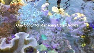 A unique way to manage coral growth - AmericanReef reefkeeping video - keeping a salt water aquarium