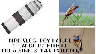 POV Bird photography with Canon R7 | RF 100-500 mm with 1.4x Extender #birds #wildlife #nature