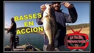 BASSES EN ACCION - Iberalia TV -