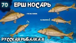 Русская рыбалка 4 - 5 Ершей Носарей за одну ночь, новая-старая точка ! [#70]