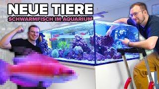 SCHWARMFISCHE für das 1000 Liter MEERWASSERAQUARIUM!