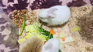 My 3 little cute bunny snowy,choco and sky