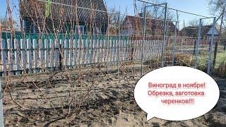 Уход за виноградом в ноябре. Влагозарядный полив, обрезка, укрытие, заготовка черенков.