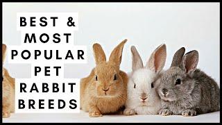 Best & Most Popular Pet Rabbit Breeds