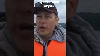 Ловим окуня на Курме #рыбалка