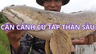 Cận cảnh cá lóc khủng táp mồi câu cá lóc khủng tự nhiên p7 huynhvananfishing