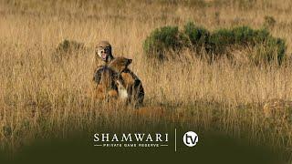 SHAMWARI TV: INCREDIBLE SIGHTINGS - FROM THE FLIGHTLESS DUNG BEETLE TO THE RARE BLACK RHINO