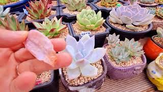 여름철엔 까칠한 두가지 품종은 6월초부터 단수를 해야 탈이없다#多肉植物 #succulent plant #다육식물