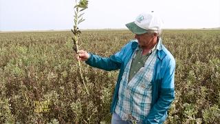 Fababean Crop Production