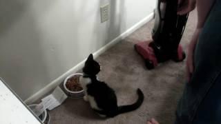 Kitten torture
