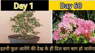How to get 100% bloom in ixora in pot/summer care fr ixora/How to fertilize ixora fr maximum bloom