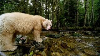 Great Bear Rainforest - Spirit Bears Fishing for Salmon