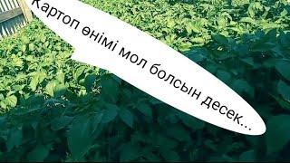 Картоп өнімі мол болсын десеңіз....////