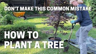How To Plant a Container Grown Japanese Maple Tree - Don't Make This Common Mistake