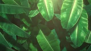 Tropical Leaves Free Background Videos, Motion Graphics, No Copyright | All Background Videos