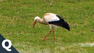 Storch – wie er wandert und wo er brütet | Quarks