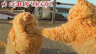 Funny animals! Funniest Cats and Dogs - 105