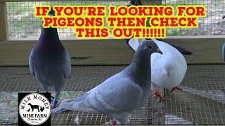 How to get started in Pigeons : Part 3