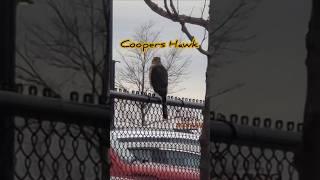 Hanging With Mr Cooper Hawk #hawk #cooperhawk #birdofprey