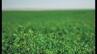 Preparing the Soil and Field for Alfalfa Hay