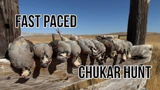 Chukar LIMITS: HUGE COVEYS! Action Packed!